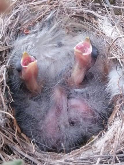 Nanyuki Sports Club Centenary Arboretum