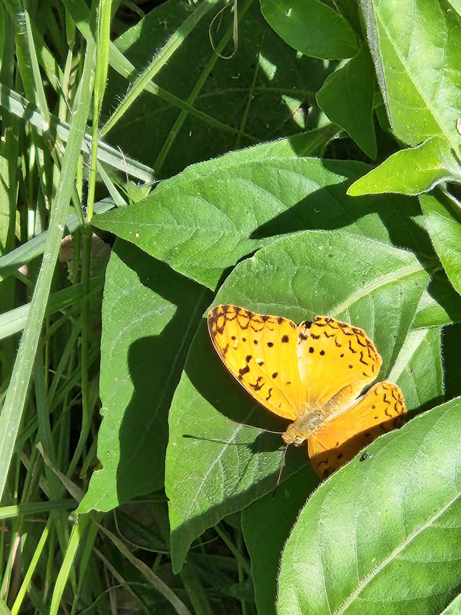 Nanyuki Sports Club Centenary Arboretum