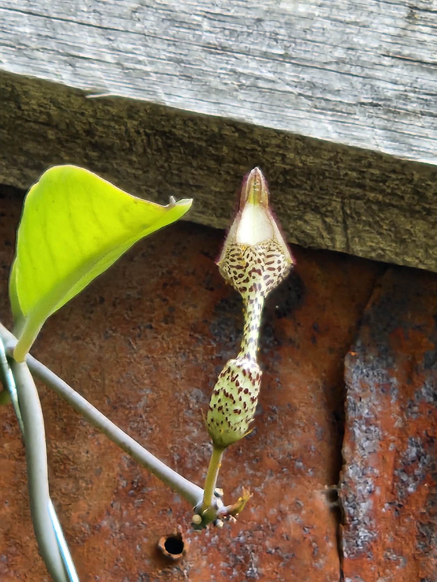 Nanyuki Sports Club Centenary Arboretum