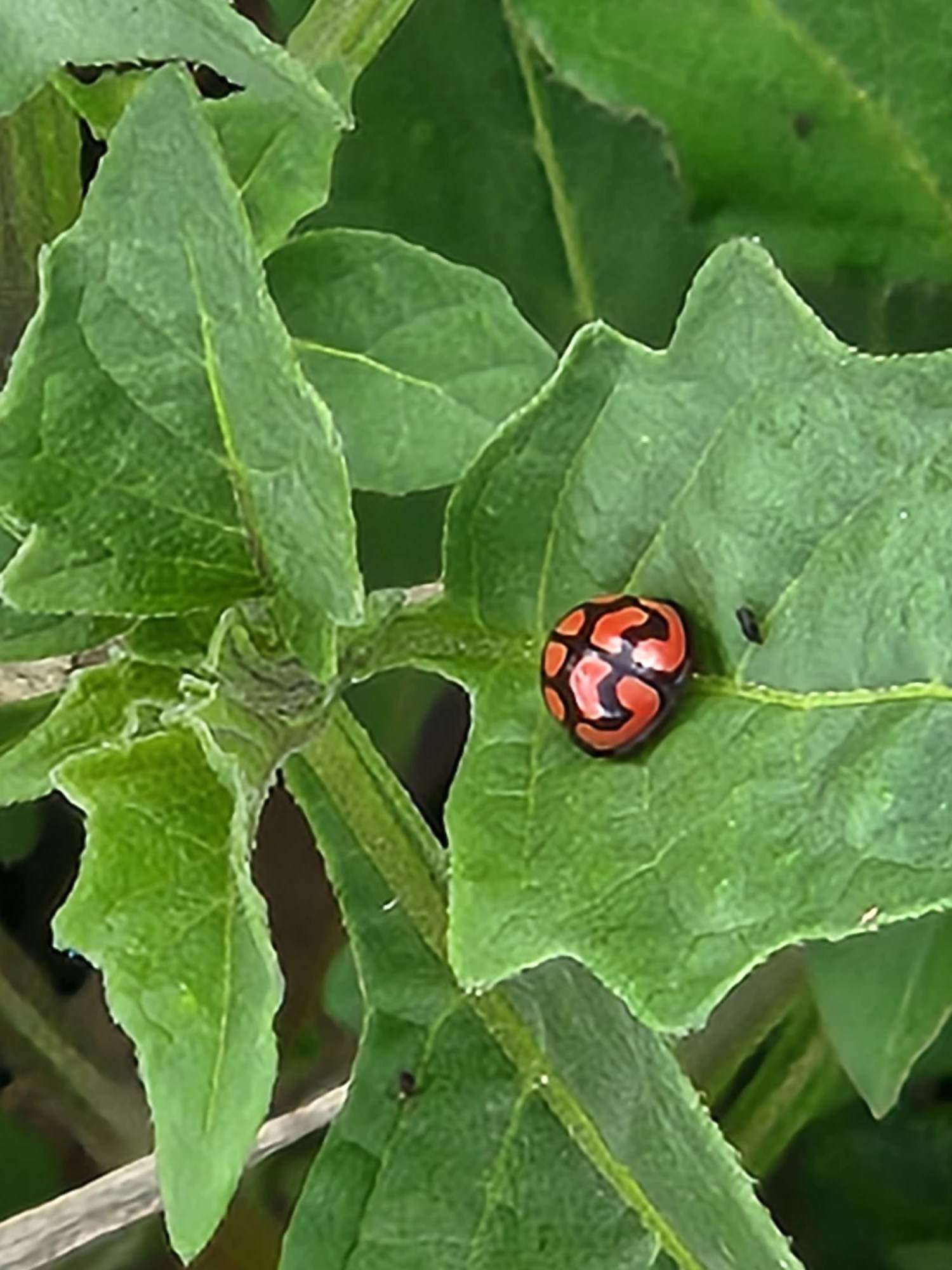 Nanyuki Sports Club Centenary Arboretum
