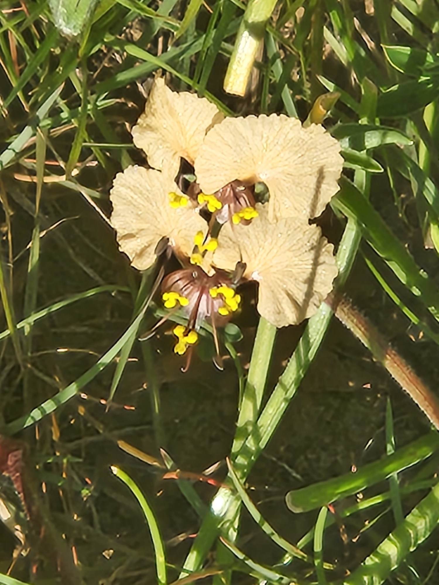 Nanyuki Sports Club Centenary Arboretum
