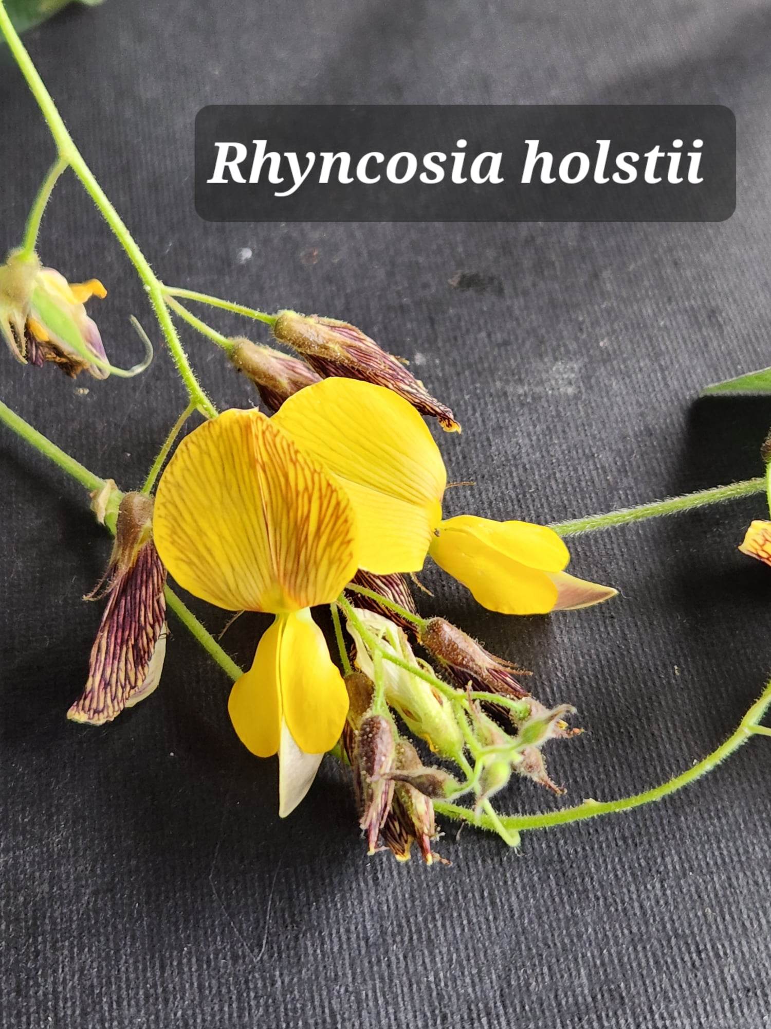 Nanyuki Sports Club Centenary Arboretum