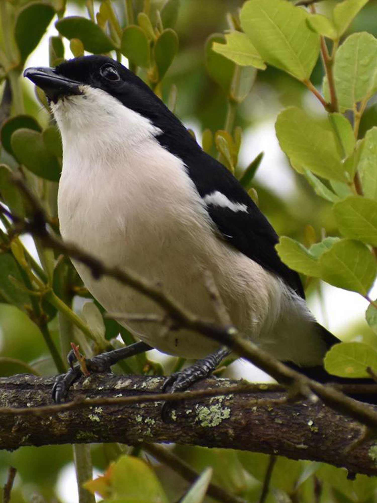 TROPICAL BOUBOU