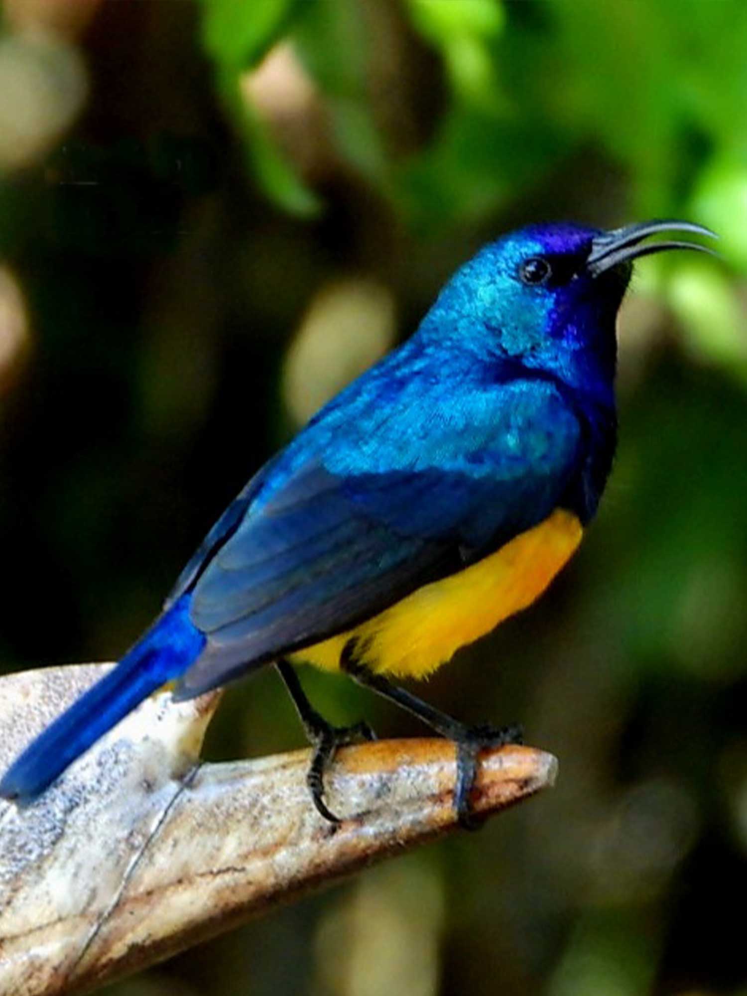 VARIABLE SUNBIRD