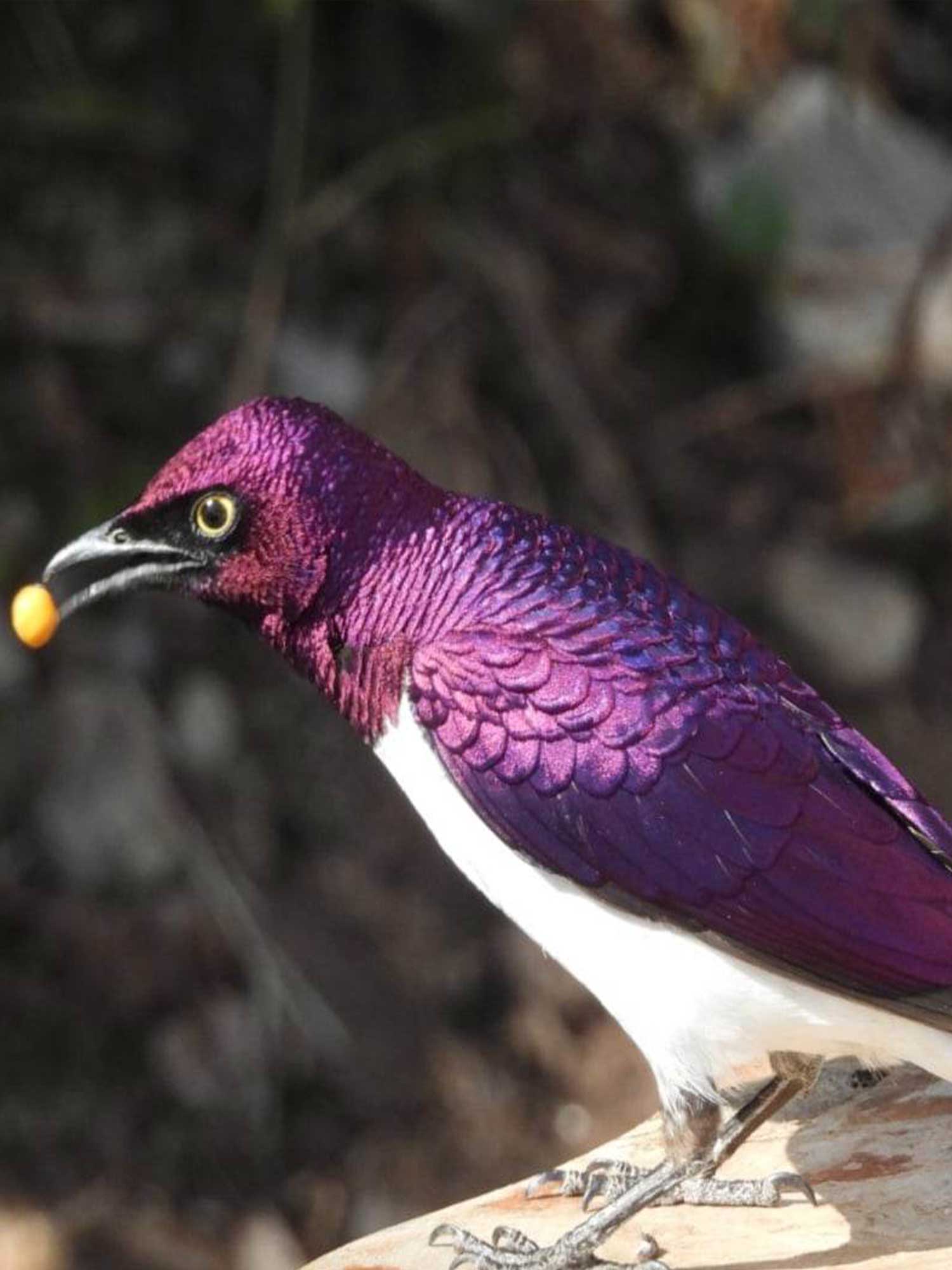 VIOLET BACKED STARLING